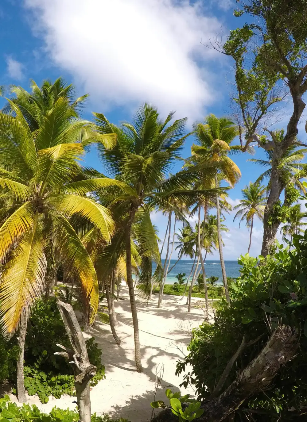Martinique & Guadeloupe