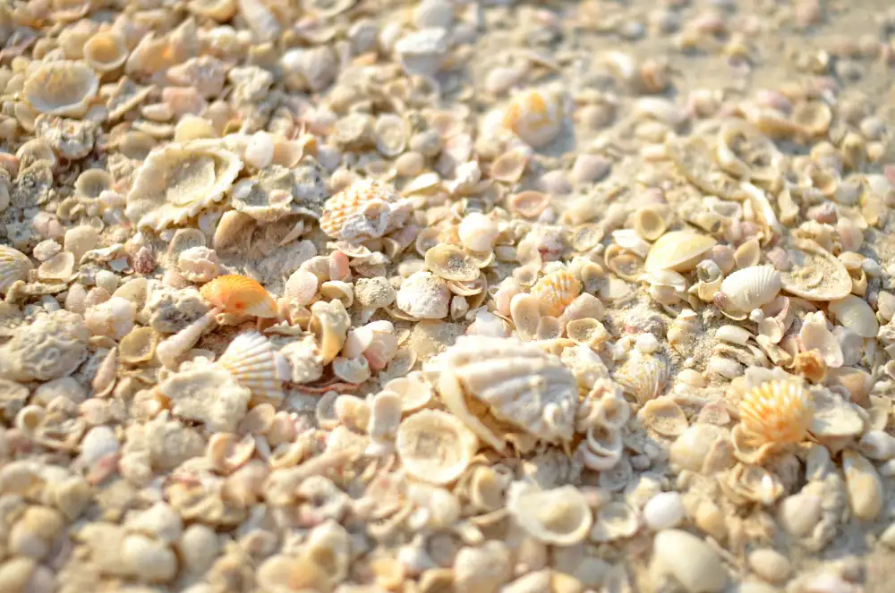 Shell Beach
