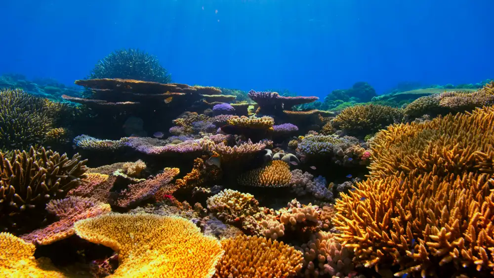 Key Largo Reefs